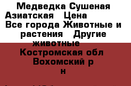 Медведка Сушеная Азиатская › Цена ­ 1 400 - Все города Животные и растения » Другие животные   . Костромская обл.,Вохомский р-н